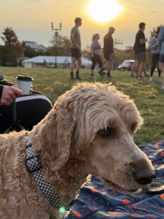 Curly tan doodle in a checkered collar on a navy floral blanket, with people standing on a grassy field at sunset behind