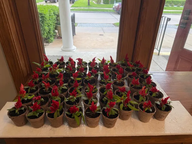 Rows of small red celosia plants in peat pots on a tabletop by an open doorway overlooking a sidewalk and lawn.