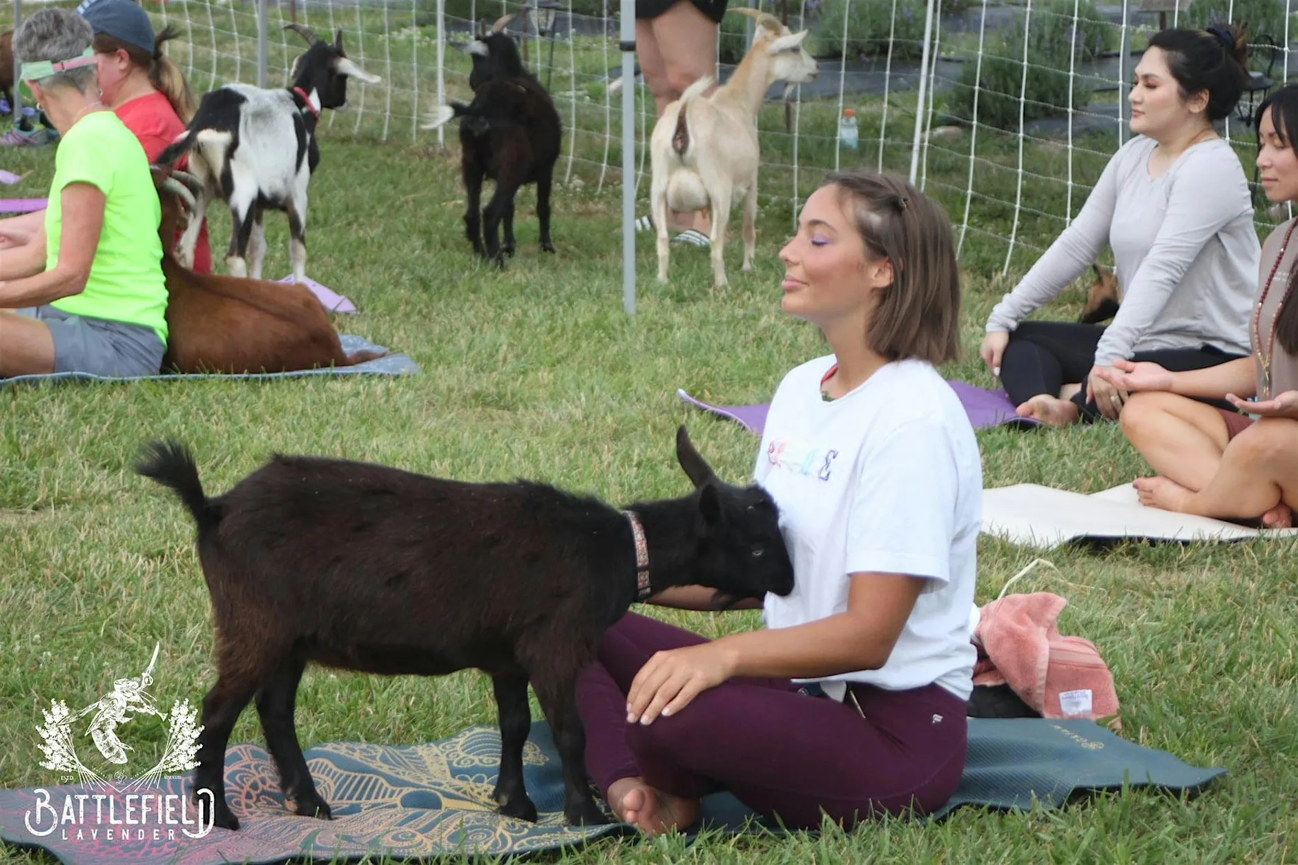 Participants stretch on yoga mats at the New Town Amphitheater as goats wander through the group, with one goat standing on a participant's back