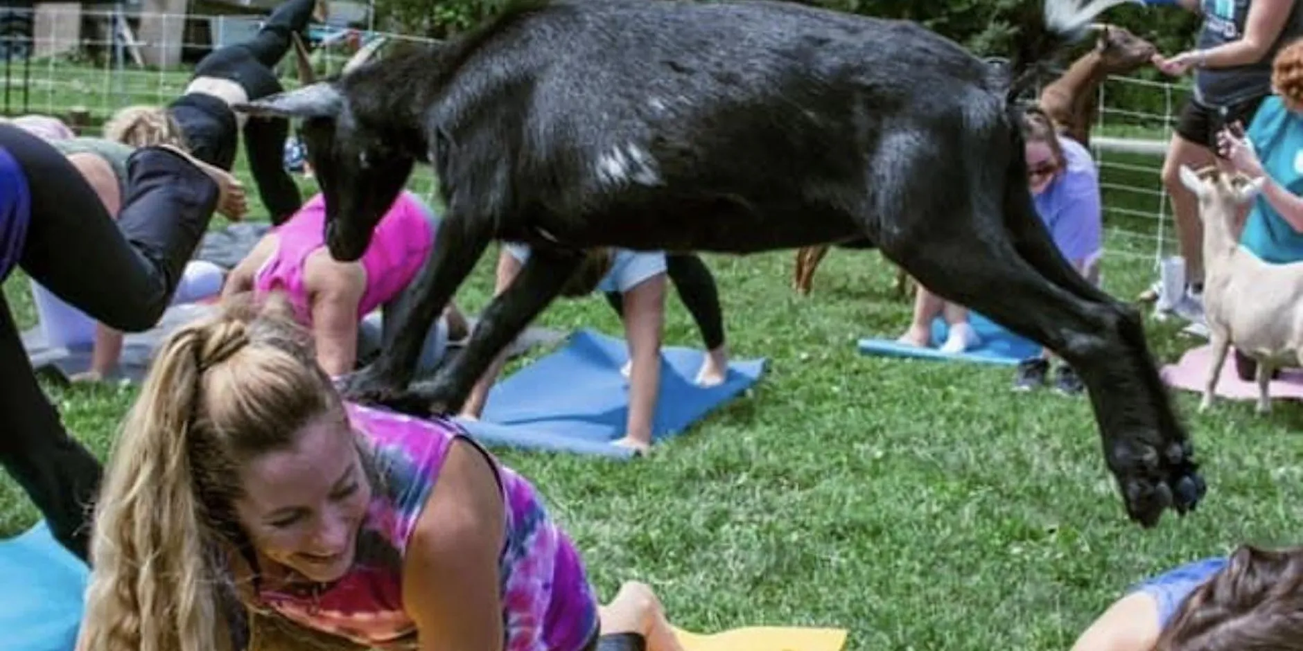 A Goat Yoga participant sits on her mat and pets a small black goat during a session
