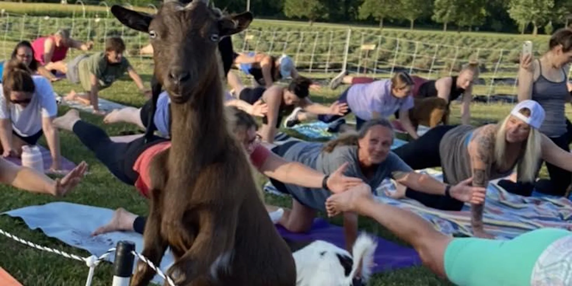 Goats mingle with yoga participants on the grass at a Goat Yoga of Missouri session