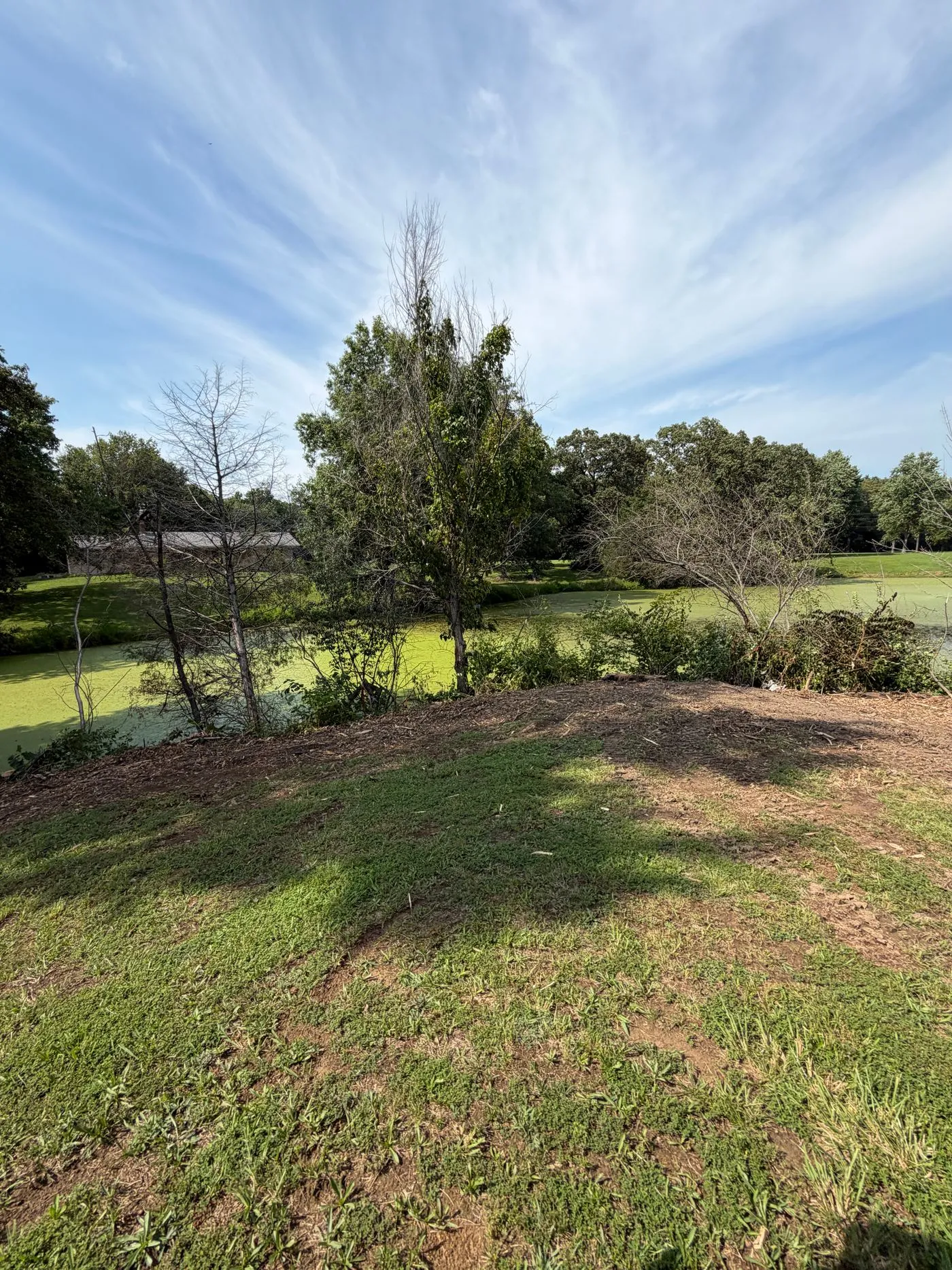 A fresh carpet of mulch on a pond edge where brush once stood