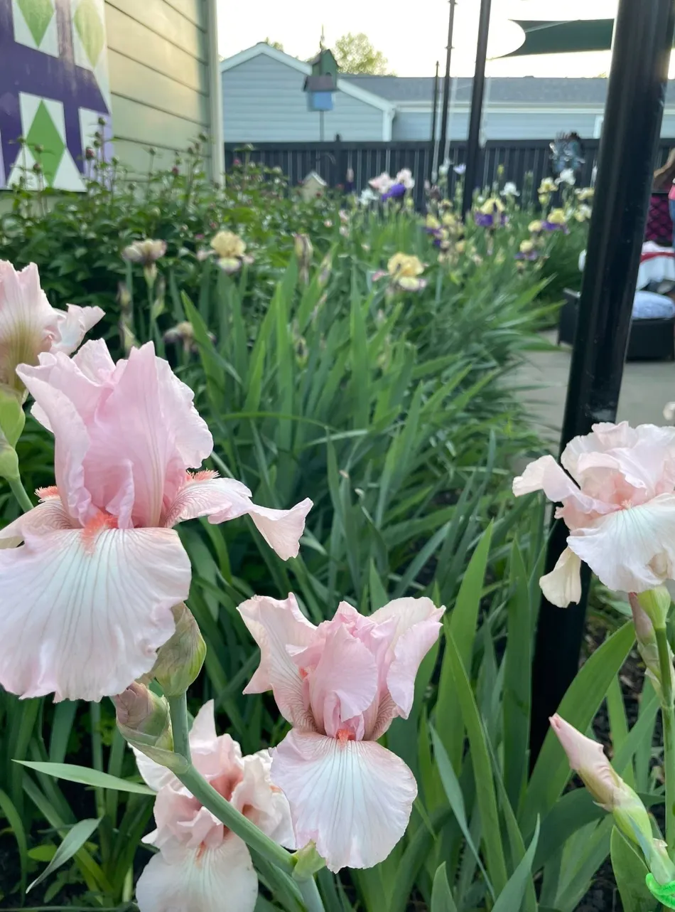 Summer perennials and colorful container gardens on the New Town Garden Tour